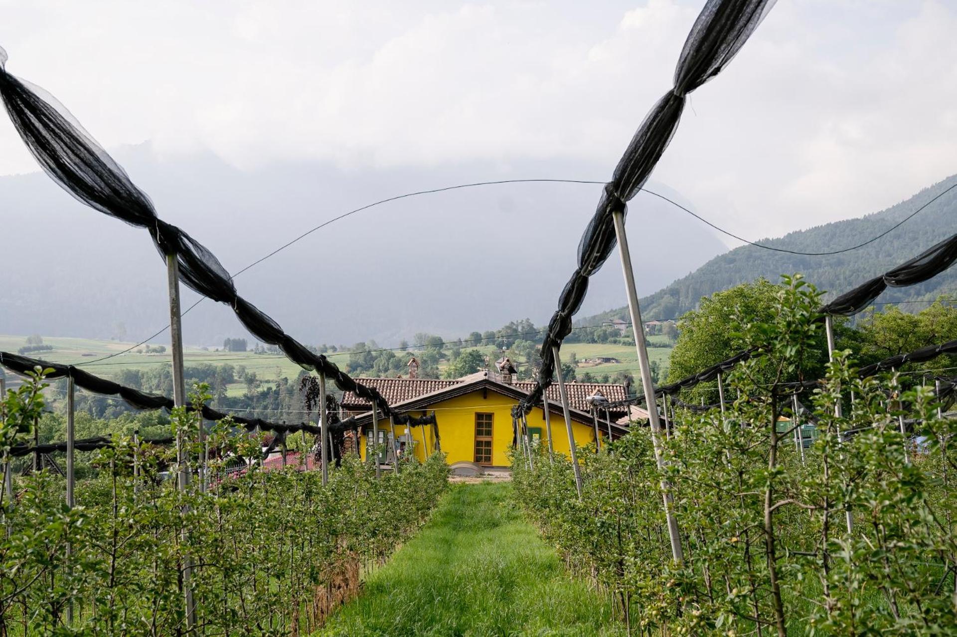 Agritur Maso Alle Rose B&B E Restaurant 발비도-랑고 외부 사진