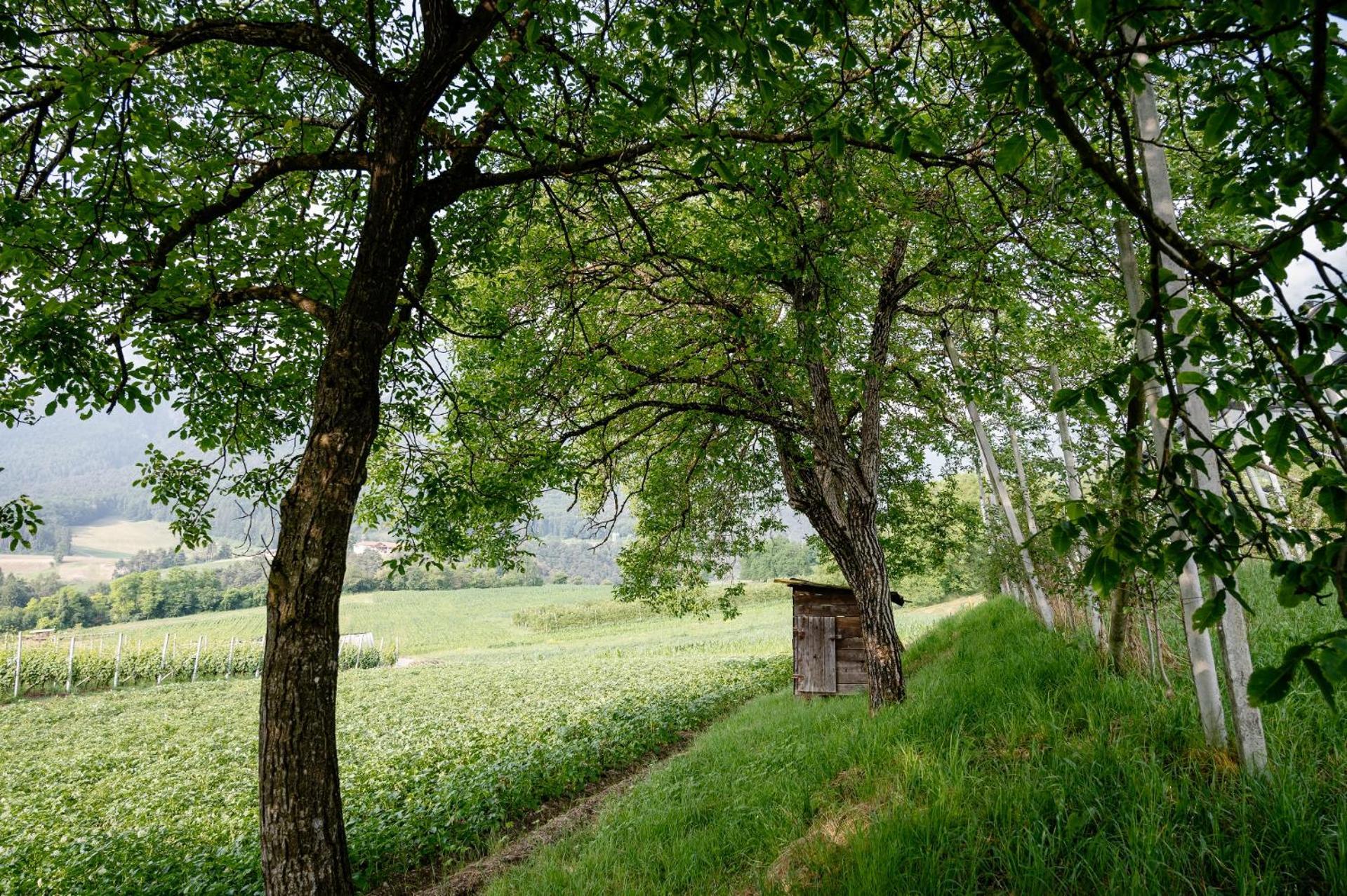 Agritur Maso Alle Rose B&B E Restaurant 발비도-랑고 외부 사진